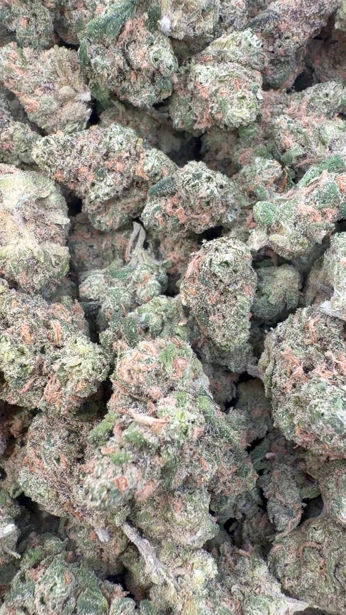 Double Dream Indoor Littles- Bulk Littles - Sativa