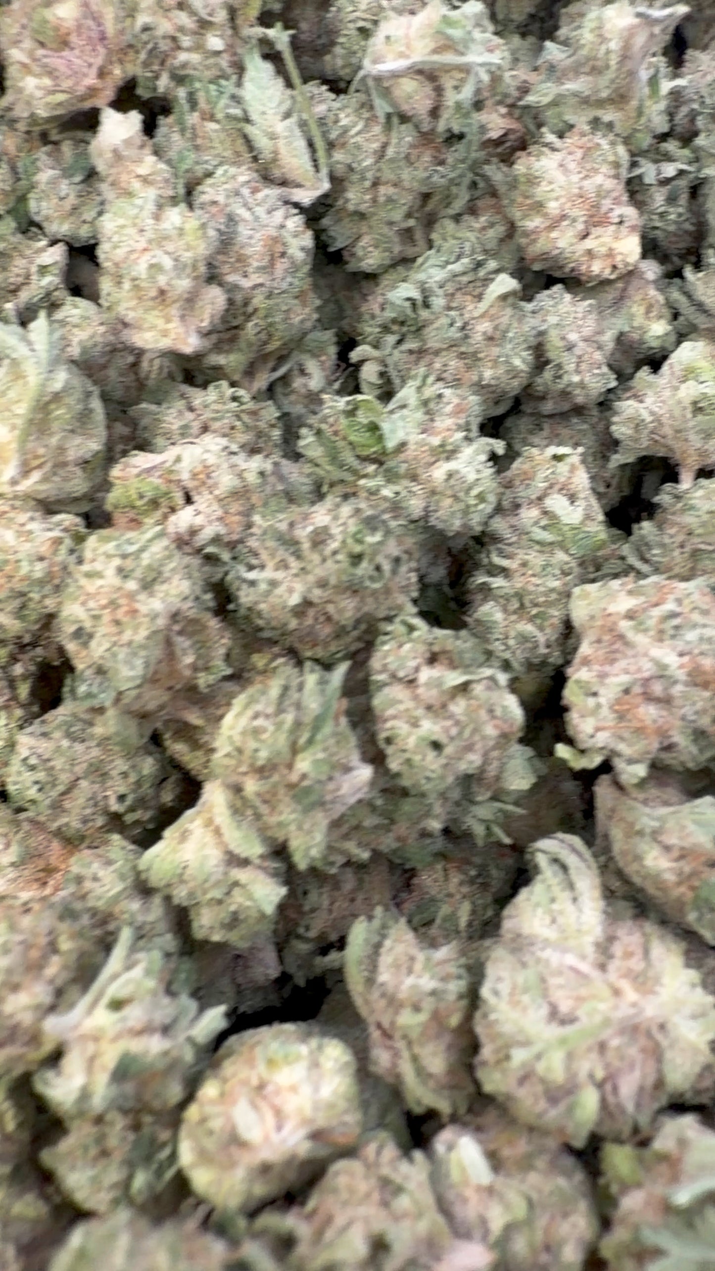 Blueberry Lemon Bars Indoor Littles - Bulk Littles - Hybrid