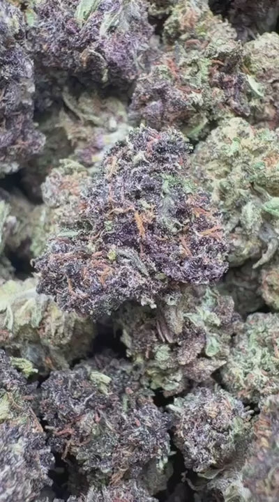 Purple Jack Littles - Bulk Littles - Hybrid