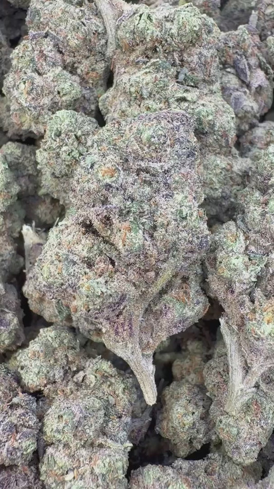 Sharpie Candy Indoor - Bulk- Hybrid