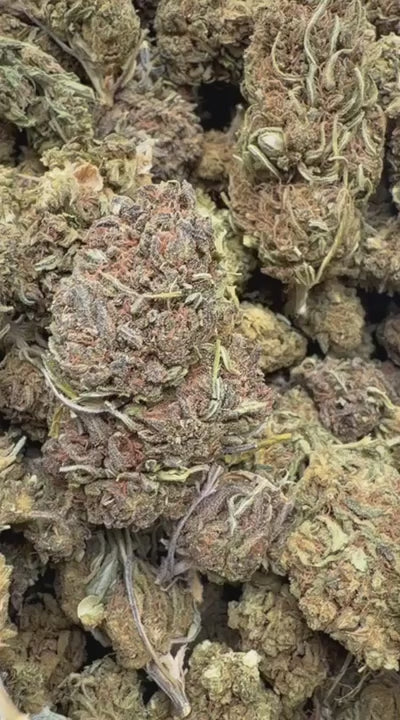 Purple Kush - Bulk - Indica
