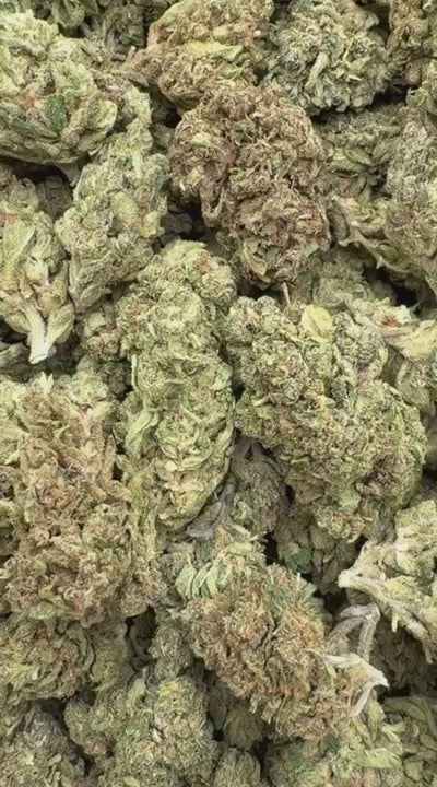 Snowman Indoor - Bulk - Hybrid