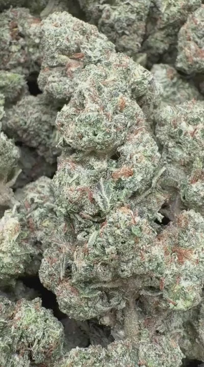 SFV OG - Bulk - Indica