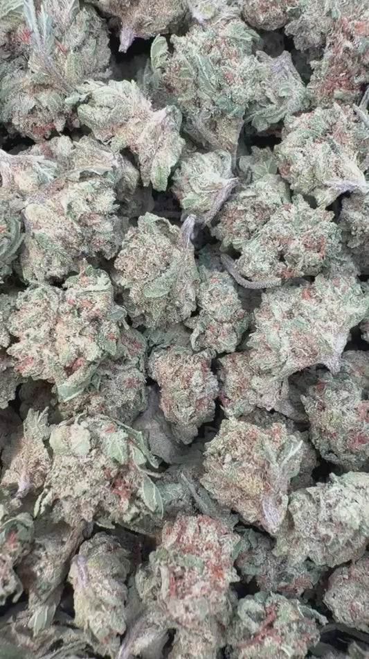 Purple Punch Indoor Littles - Bulk Littles - Indica