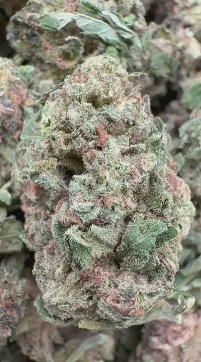 Razzberry Dream Littles - Bulk Littles - Indica