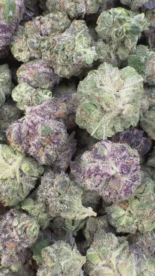 Sherbet & Haze Indoor Littles - Bulk Littles - Sativa