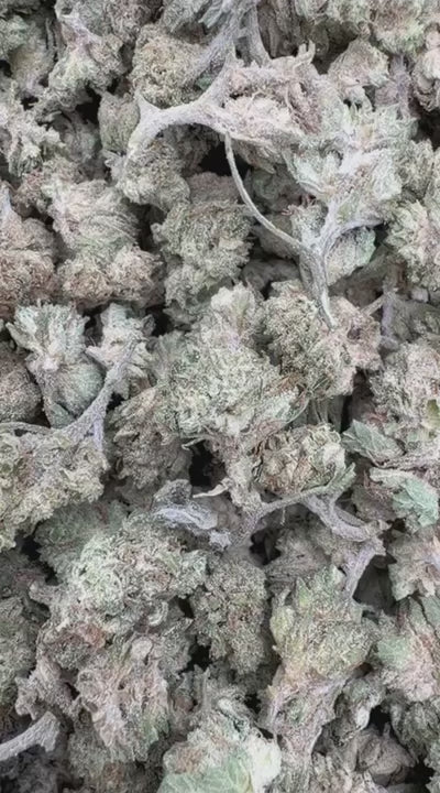White Widow - Bulk Littles - Hybrid