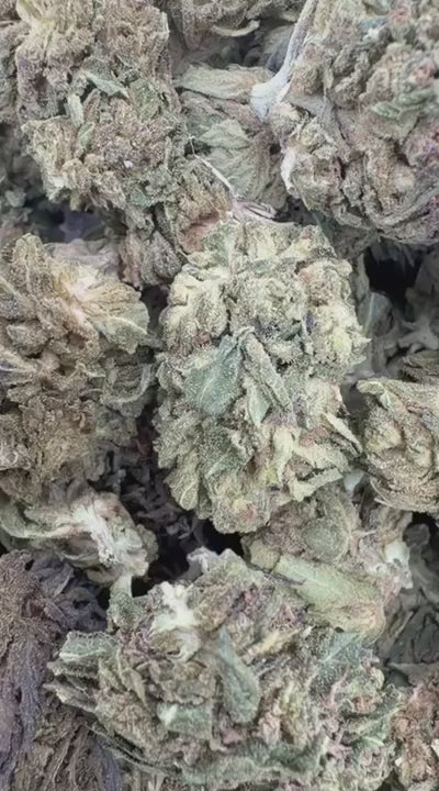 White Gelato - Bulk - Indica