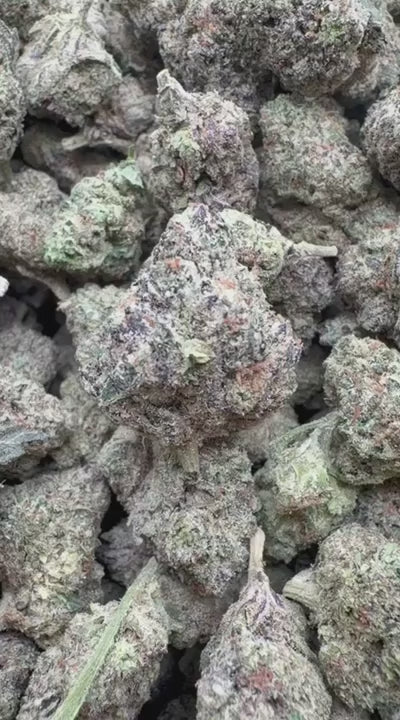 White Nerds Indoor - Bulk - Hybrid