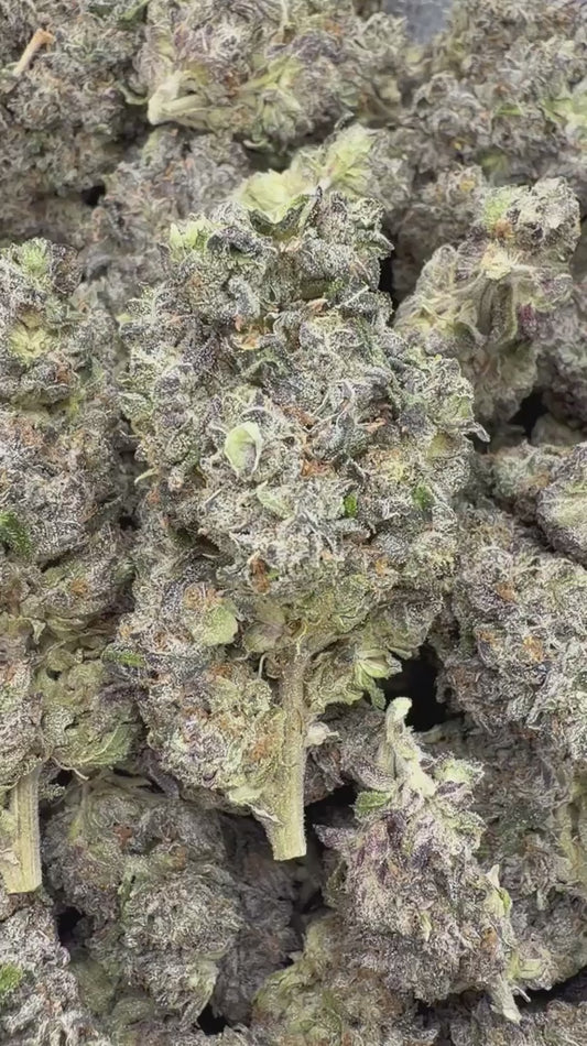 Purple Jack Indoor - Bulk - Hybrid