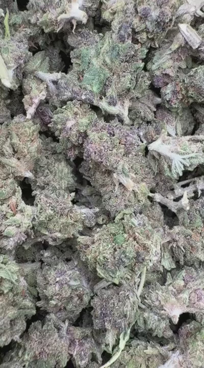 Purple Hindu Littles - Bulk Littles - Indica