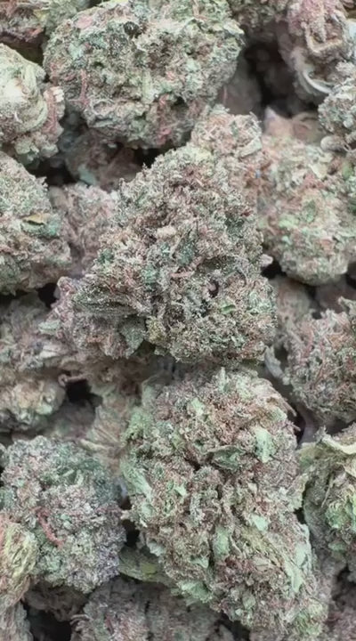 Jack Herer Littles - Bulk Littles - Sativa