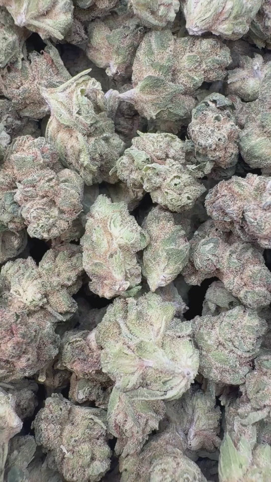 Snowman Littles - Bulk Littles - Hybrid