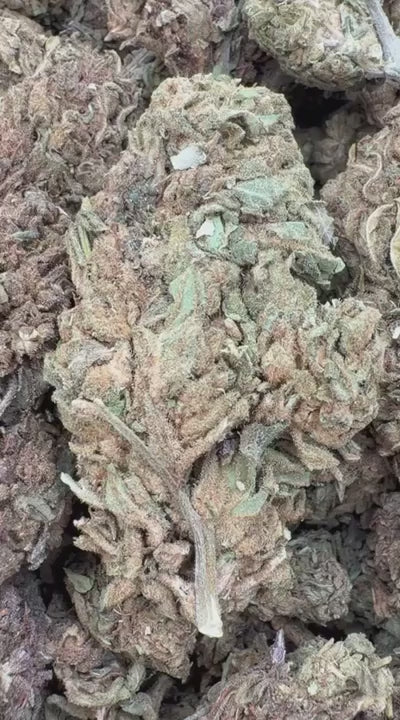 Winter Breath - Bulk - Hybrid