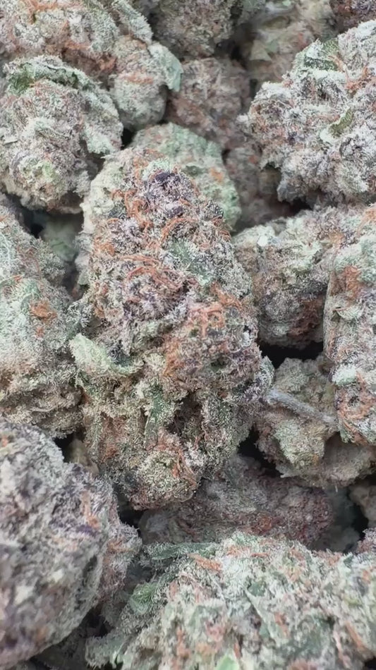 Purple Punch Indoor - Bulk - Indica