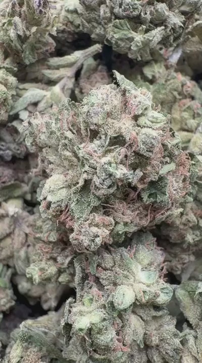 Purple Punch - Bulk - Indica