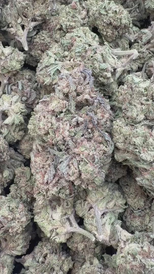 Rainbow Runtz - Bulk - Hybrid